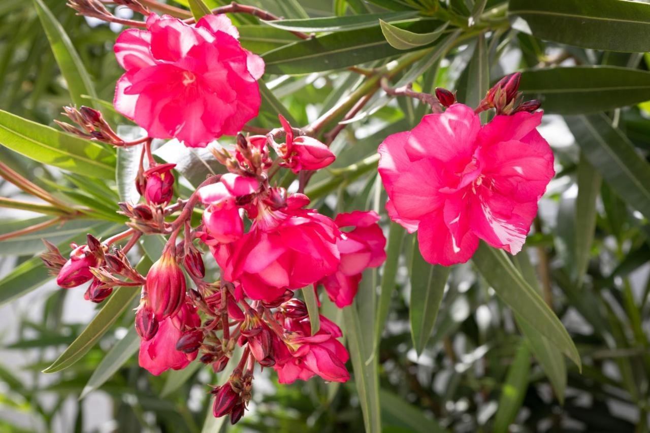 Limassol Akrotiri Beach Vine Cottage A エクステリア 写真